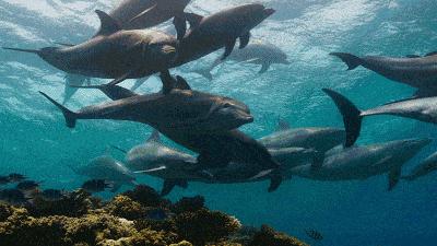 海蜘蛛真的没有天敌吗,海蜘蛛怎么存活45亿年的