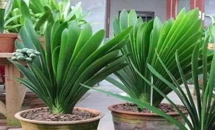 如何正确的给君子兰浇水,君子兰长箭时怎样浇水