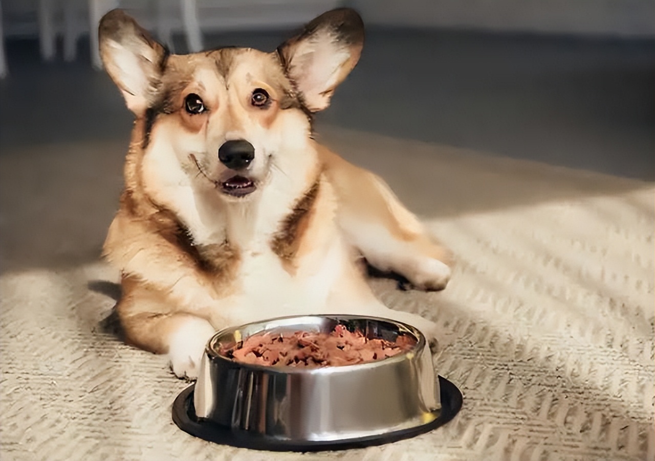 狗粮测评排行榜前十名成年狗,新手养狗必看8款靠谱狗粮推荐