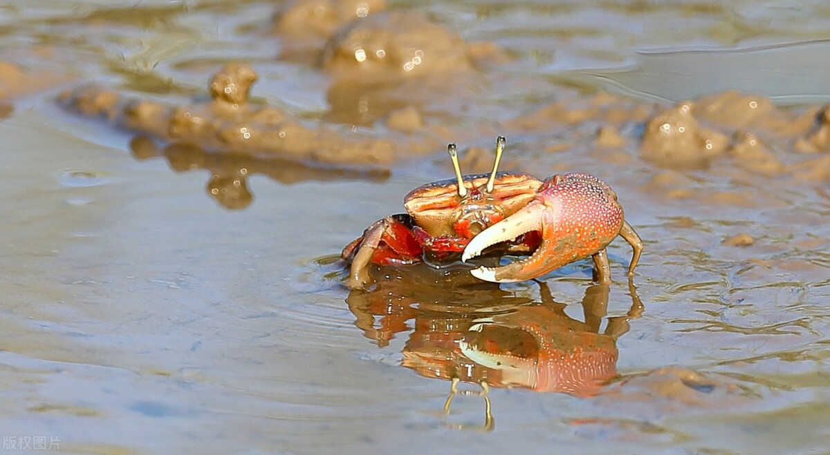 螃蟹钳子夹断技巧,螃蟹夹子是怎么夹住东西