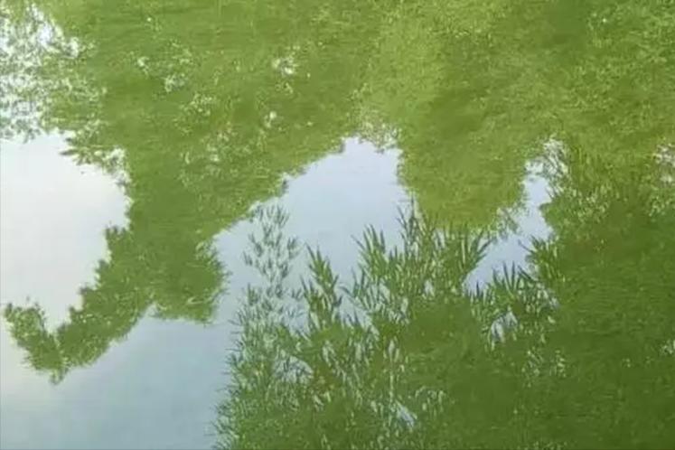 池塘里面的水变成老绿水怎么处理,池塘老绿水怎样处理