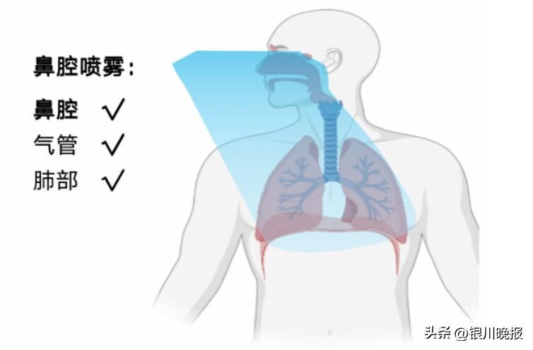 目前新冠变异株有哪几种,新冠变异株全球流行科普