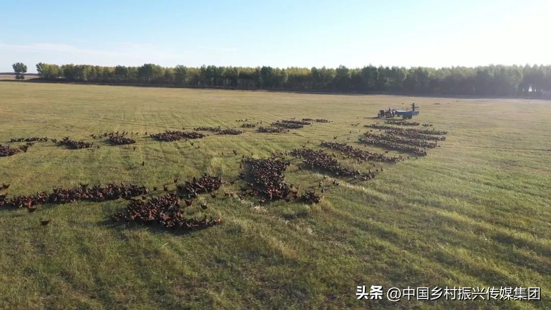 政府扶持乡村振兴的项目有哪些,2024乡村振兴政府补贴重点项目