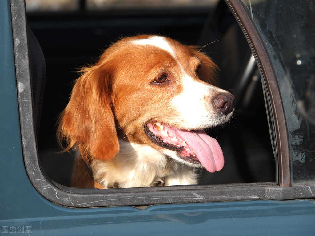 脾气好到爆的六种狗狗你喜欢哪种,狗狗的五个特征你家里有没有
