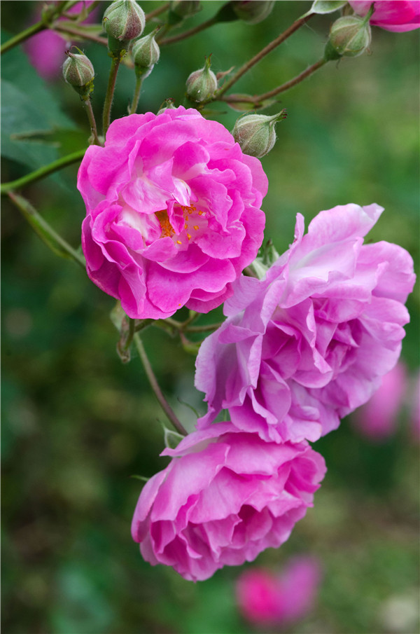 适合春季赏花的花,视觉盛宴五种赏花名花供您选择