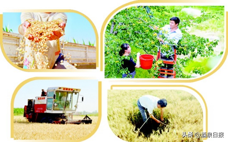 夏收进度加快全国收获小麦万亩,夏收正酣张掖60余万亩小麦喜丰收