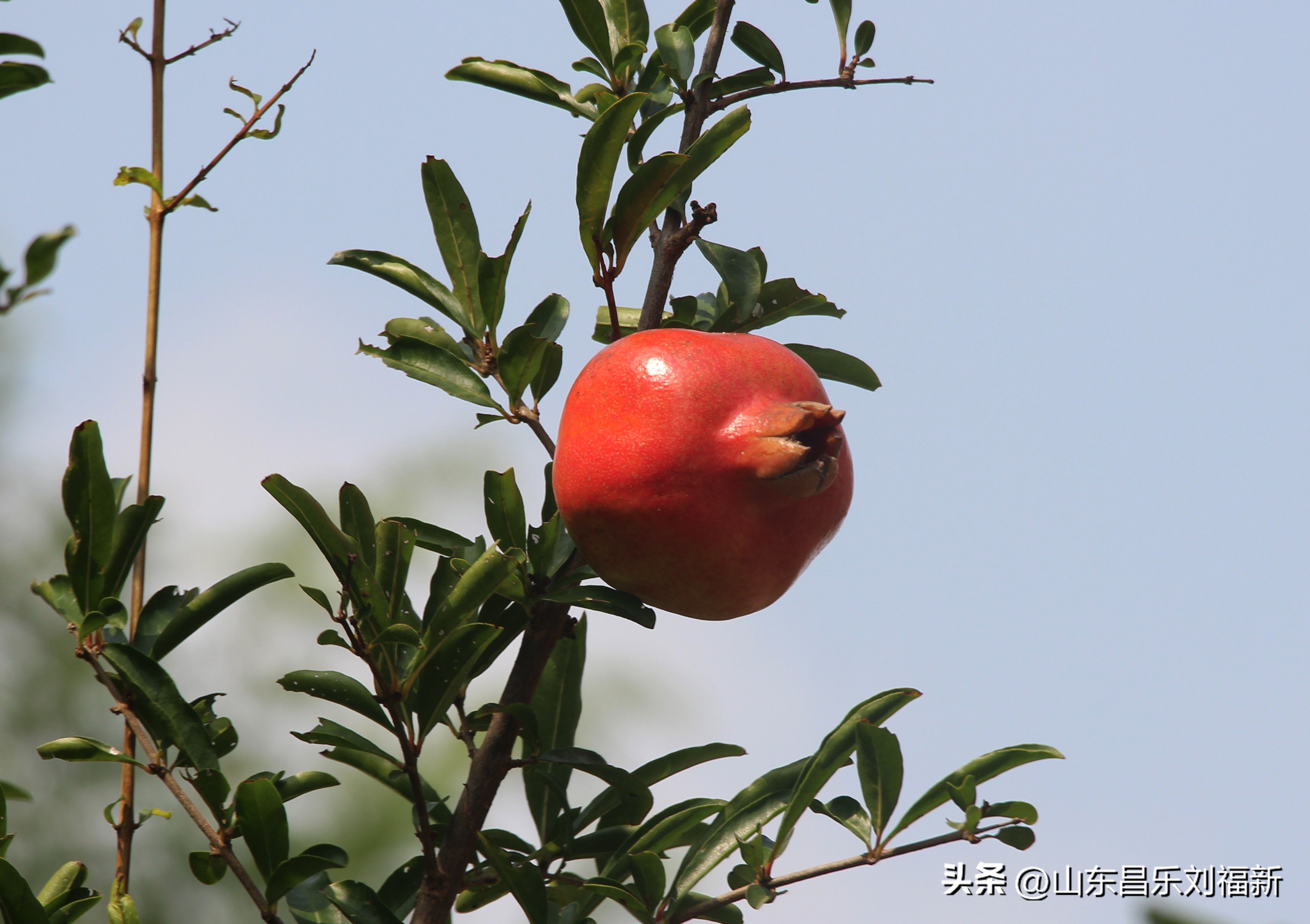 碧水龙庭深圳7栋4单元,顺光风景片拍摄
