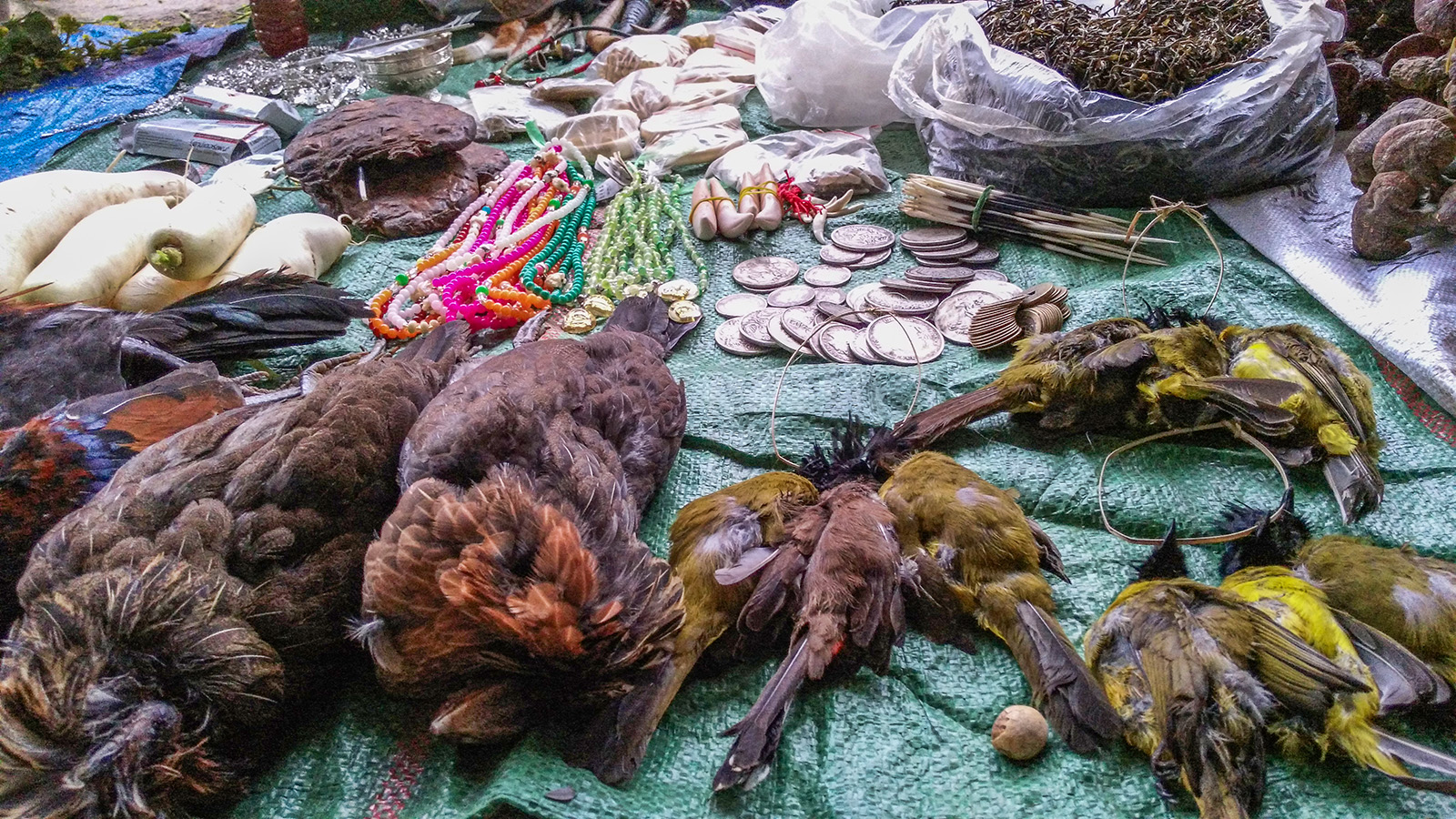 初哥视频,初哥延边烧烤