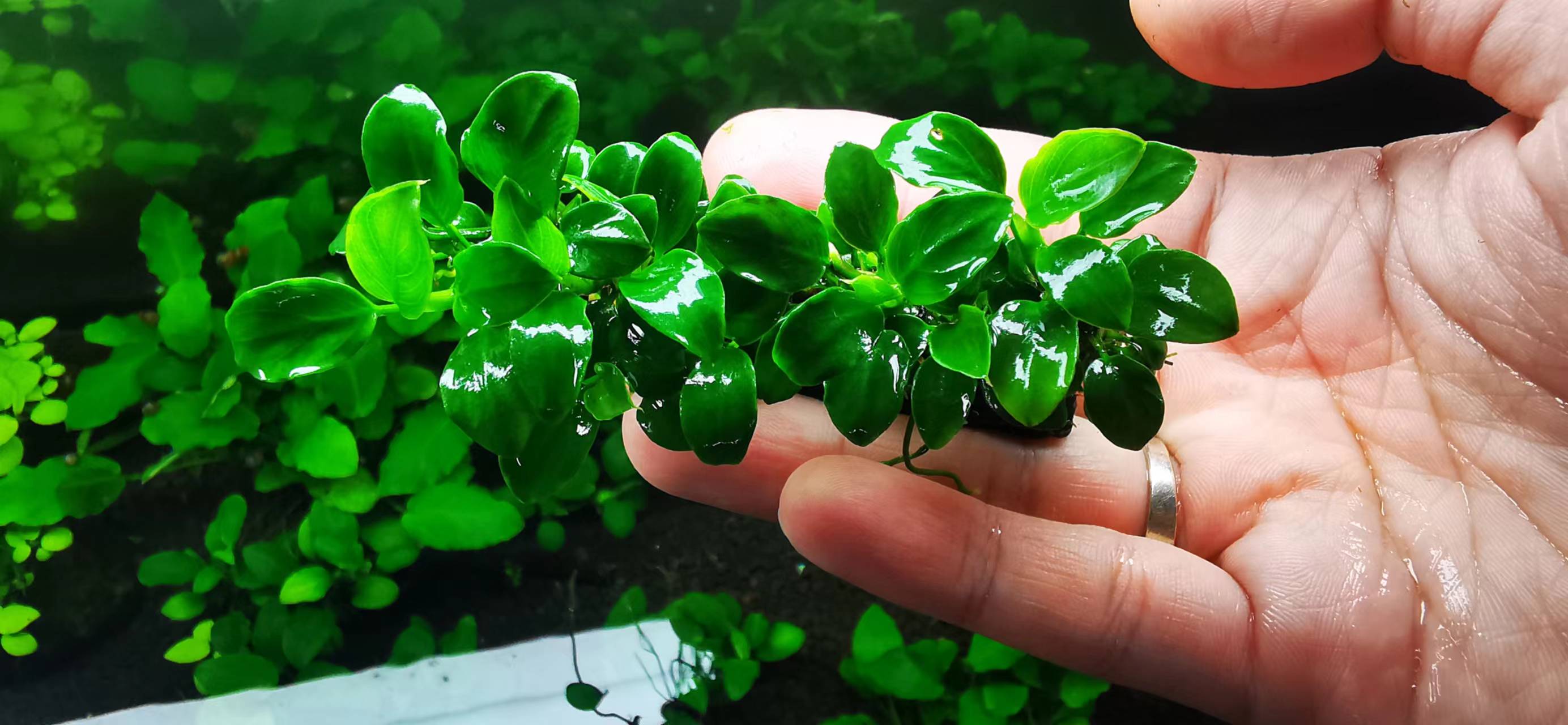 迷你尖叶水榕,迷你水榕和小水榕哪个叶片更好看