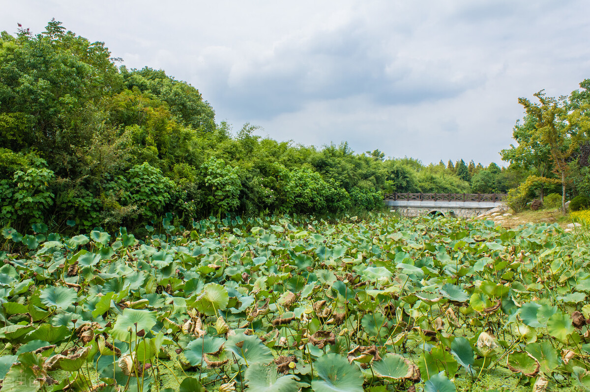 上海附近的森林秘境,上海惊现的森林秘境