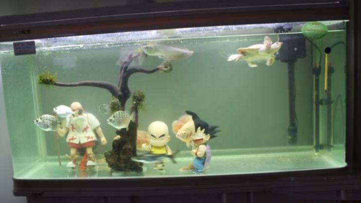 极品蓝底过背金龙,顶级蓝底过背金龙视频