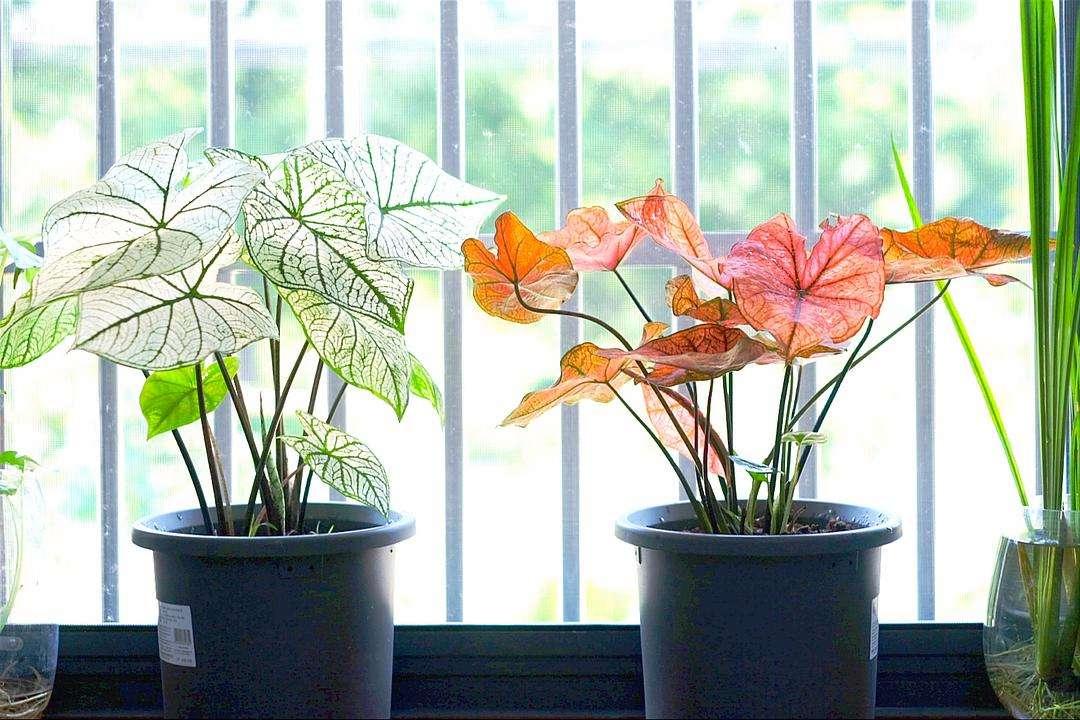 家里光线差就养这几种花,什么花散射光就可以养好