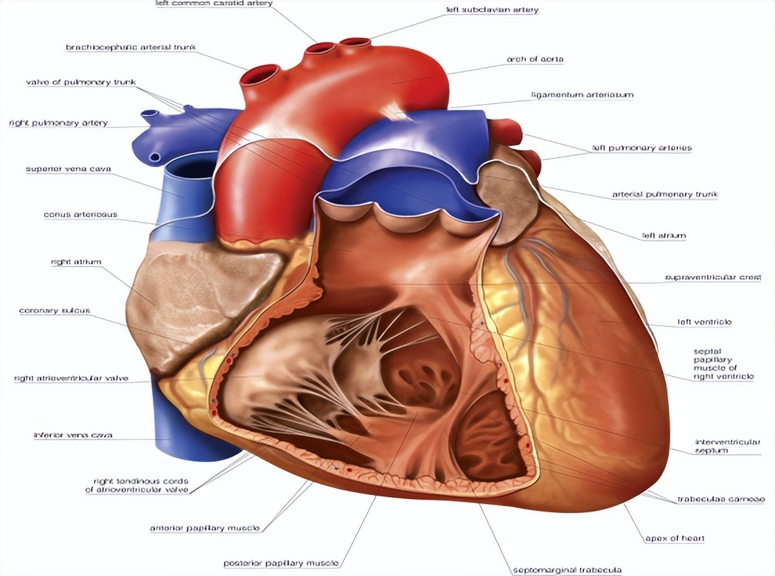 最新国际正常心率范围,心跳多少次算正常范围
