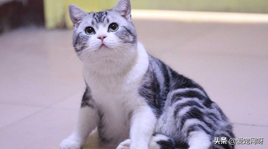 适合家养的猫咪排行价格便宜,新手适合养什么猫咪还便宜