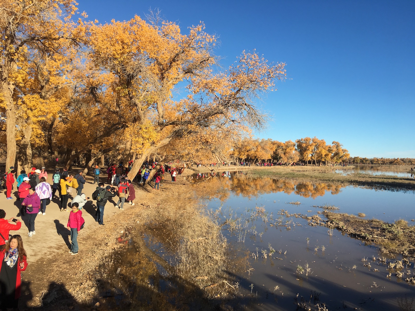 北京自驾额济纳胡杨林十天攻略,从北京到额济纳胡杨林线路