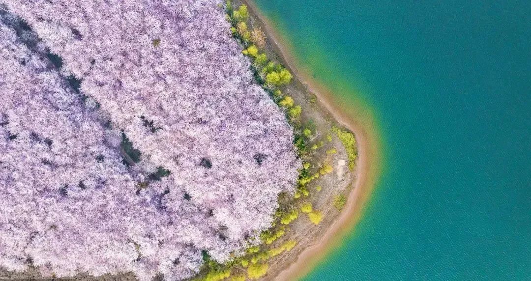 日本100个最佳樱花景点,日本十大樱花景点