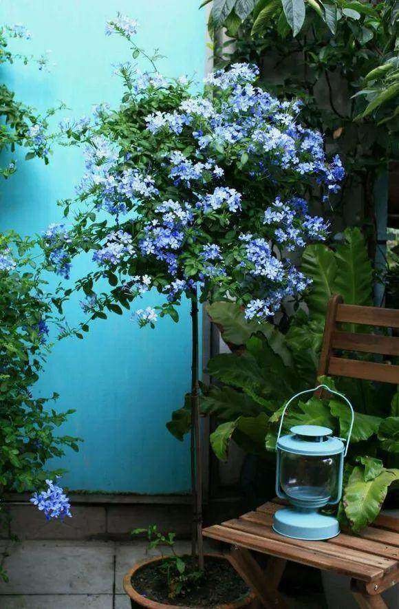 女朋友教你怎么把一根“草”，养成一株“雪女权杖”，美得窒息