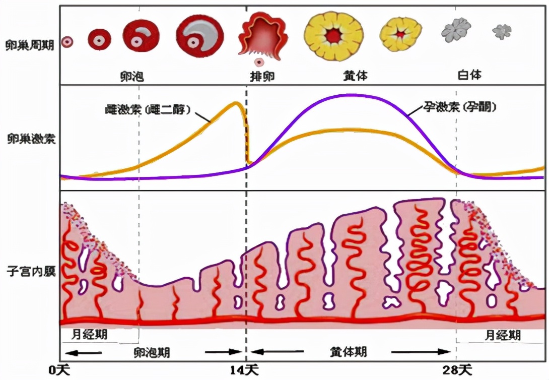 怕ta不来，又怕ta乱来！女生关于月经那点事儿