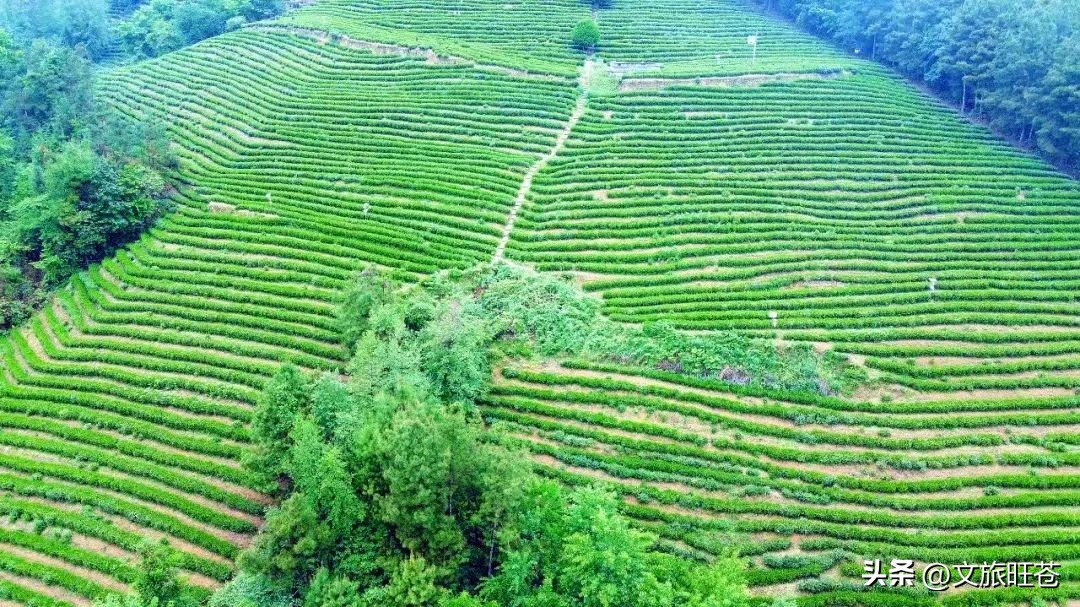 旺苍六大茶乡,个个香飘万里!看看你最熟悉哪几个?