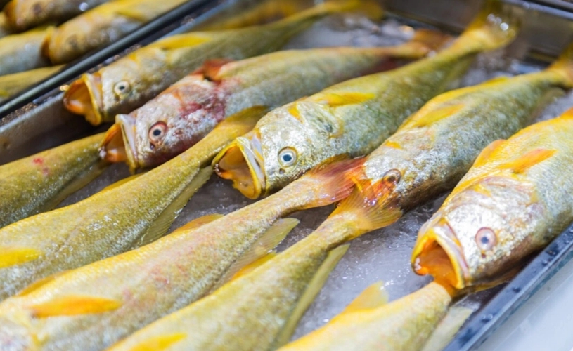 便宜野生的深海鱼有哪些,菜市最常见的深海鱼