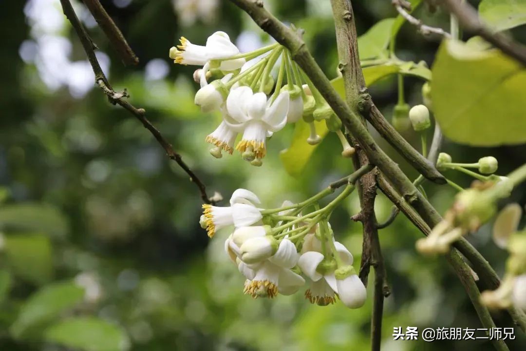梅州4日3夜旅游路线攻略,春游去哪玩梅州樱花谷