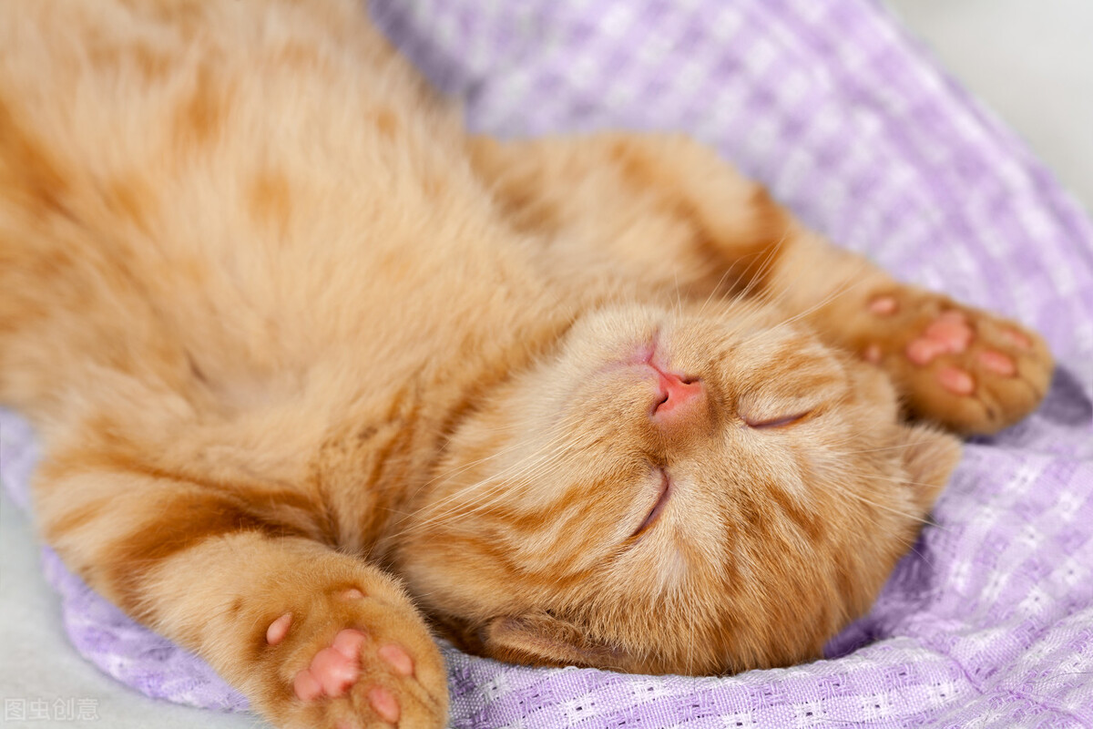 猫咪蹲猫砂盆里不拉不尿？多半是尿闭