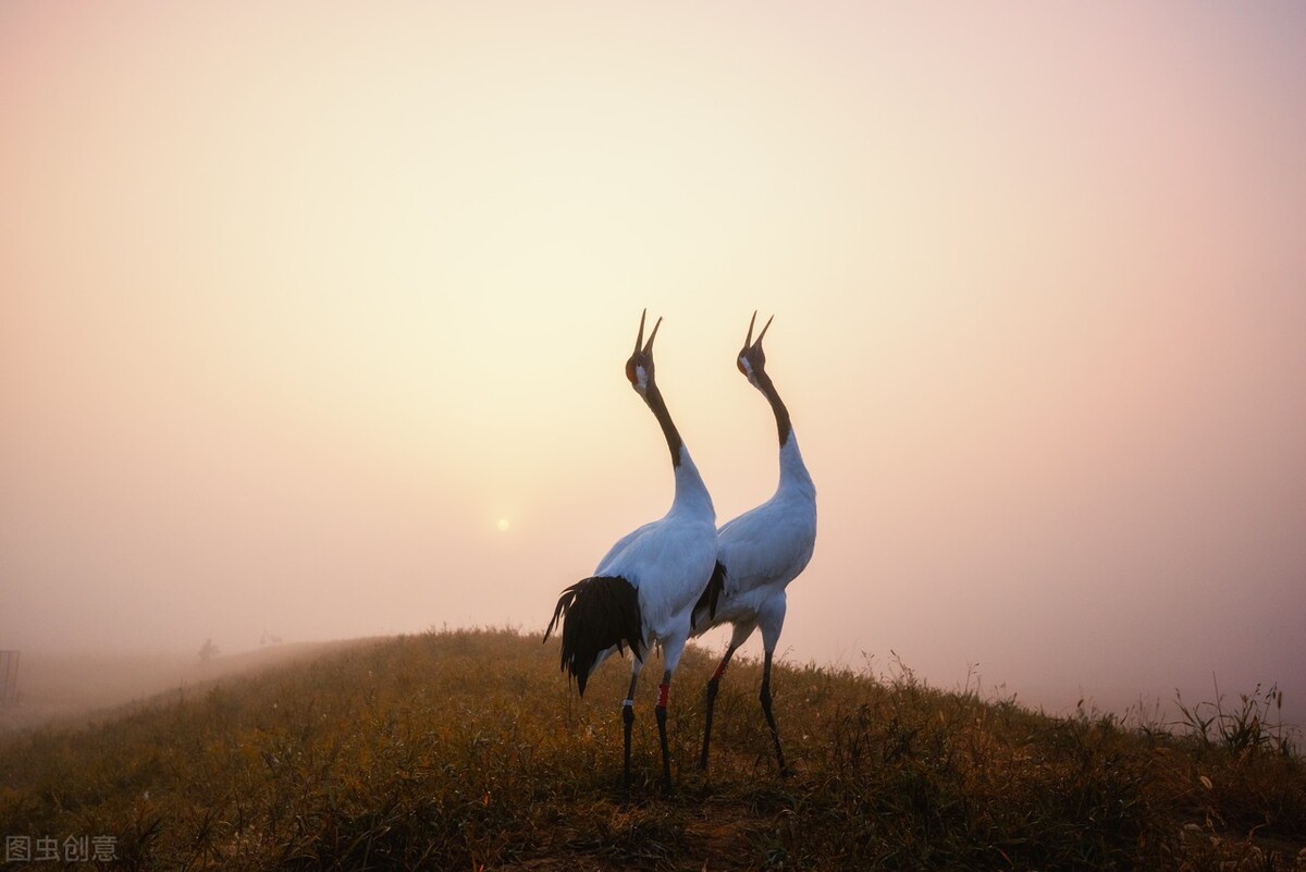 |精彩推荐|张春葆现代诗选:夏荷丹顶鹤之死