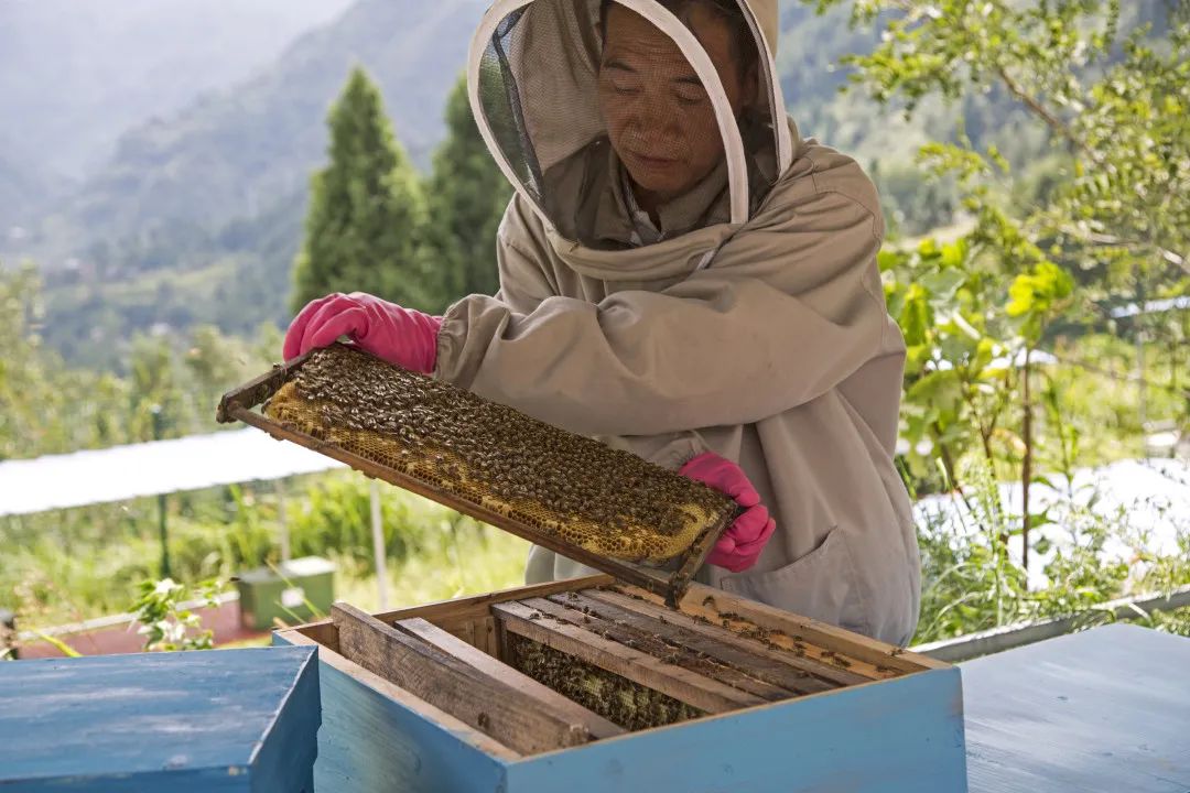 好多来黄水避暑的人,黄水康养