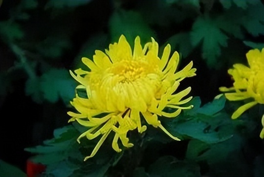 张中政斗镇墓兽铭文“菊以席弄”微言隐义