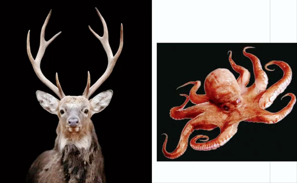 璐垫兜钀藉湴闊崇,鑻卞浗grahamvotumax鏃楄埌闊崇