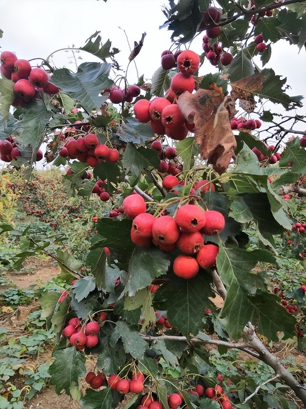 山楂树各阶段病虫害防治技术,山楂树病虫害如何防治