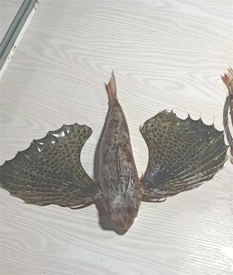 大话2超级飞鱼,大话西游2超级飞鱼怎么得