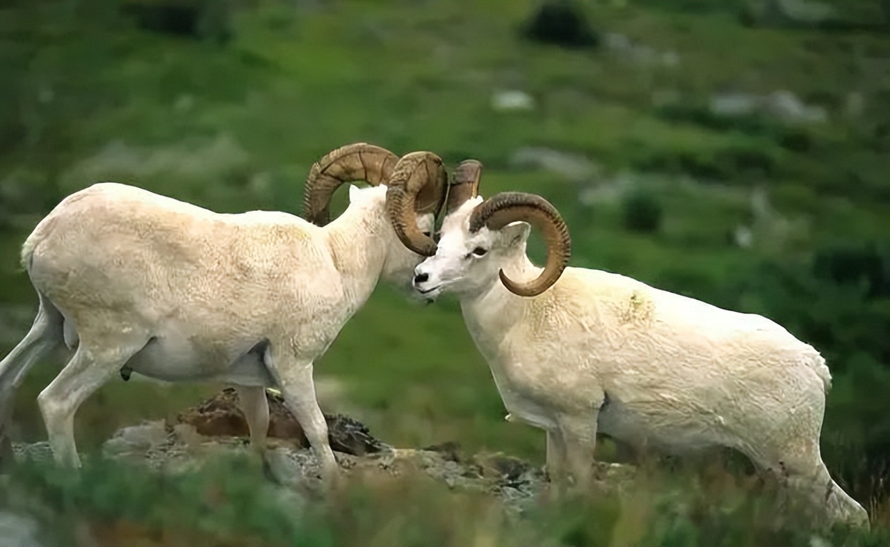 羊的秘密心事,羊的秘密是什么