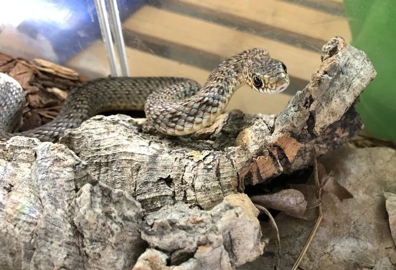 「原来欧洲有这么多种蛇？！」偷师卡塞尔的豢龙大师·下