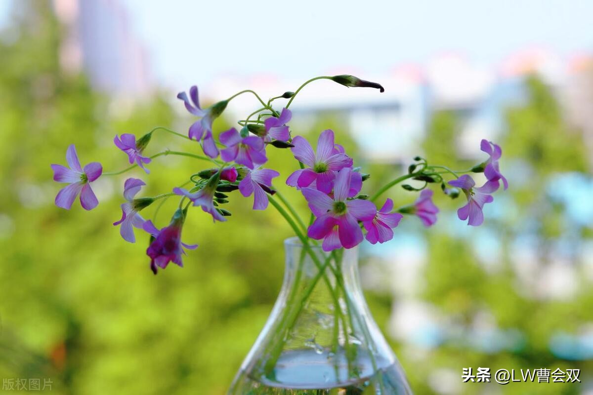 含情凝睇谢君王怎么读,含情凝睇谢君王赏析