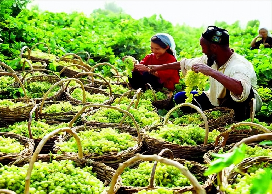 吐鲁番的葡萄南阳的梨,吐鲁番的葡萄哈密的瓜视频
