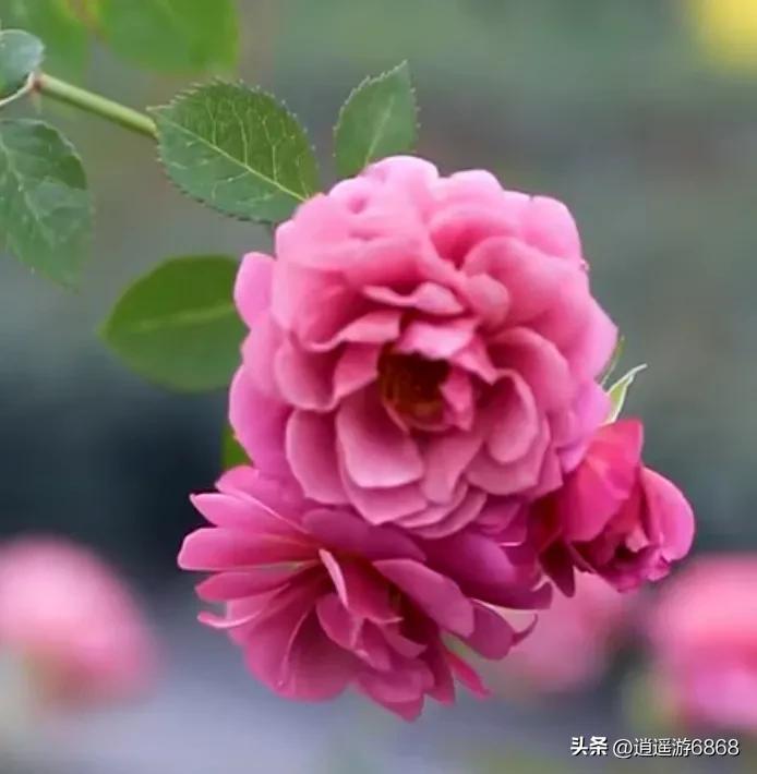 天狼说月季,美图分享铃兰