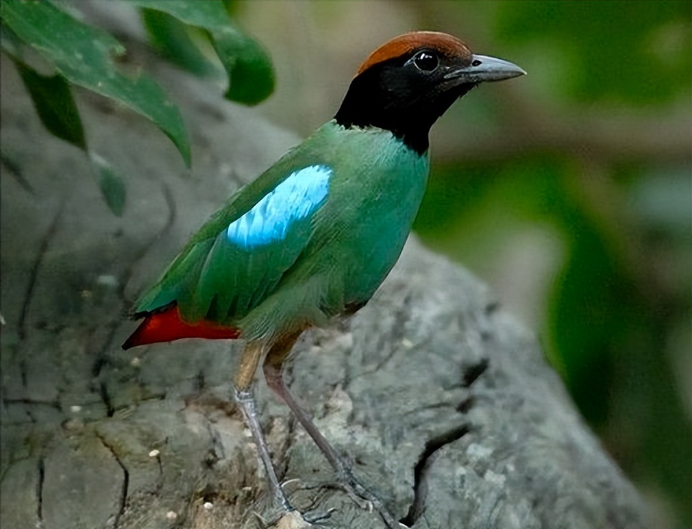 所有鸟图片大全大图,50张最佳鸟类摄影作品