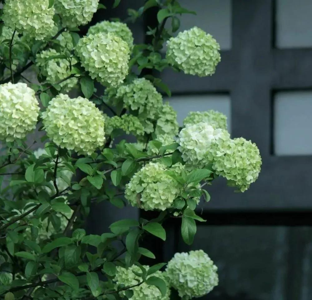 古人云：“栽3种观赏植物”，放在院子里迎吉祥，会带来好运！