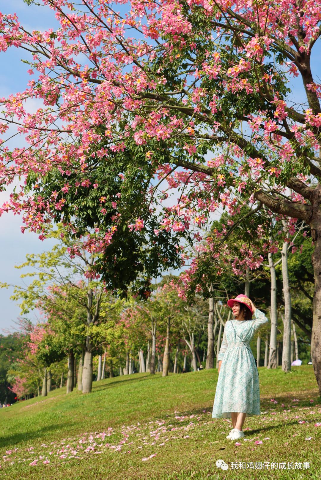 2019深圳莲花山簕杜鹃花展美不美,深圳莲花山一年一度的簕杜鹃花展