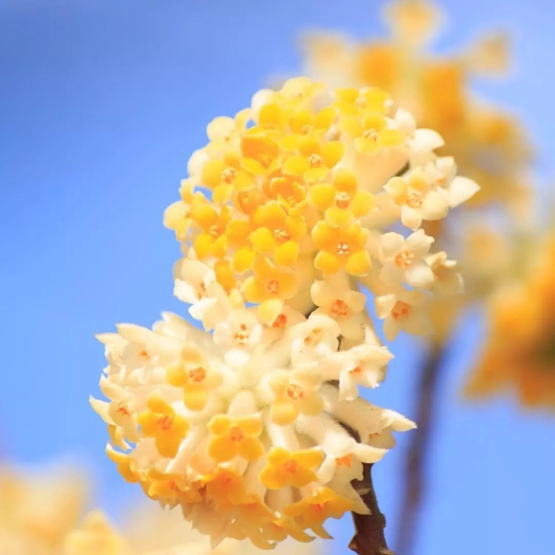 闀垮緱鍍忚冻鐞冧竴鏍风殑妞嶇墿,鍜岃冻鐞冩湁鍏崇殑妞嶇墿