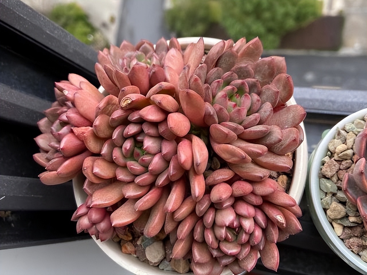 多肉红宝石夏季多长时间浇一次水,多肉红宝石徒长