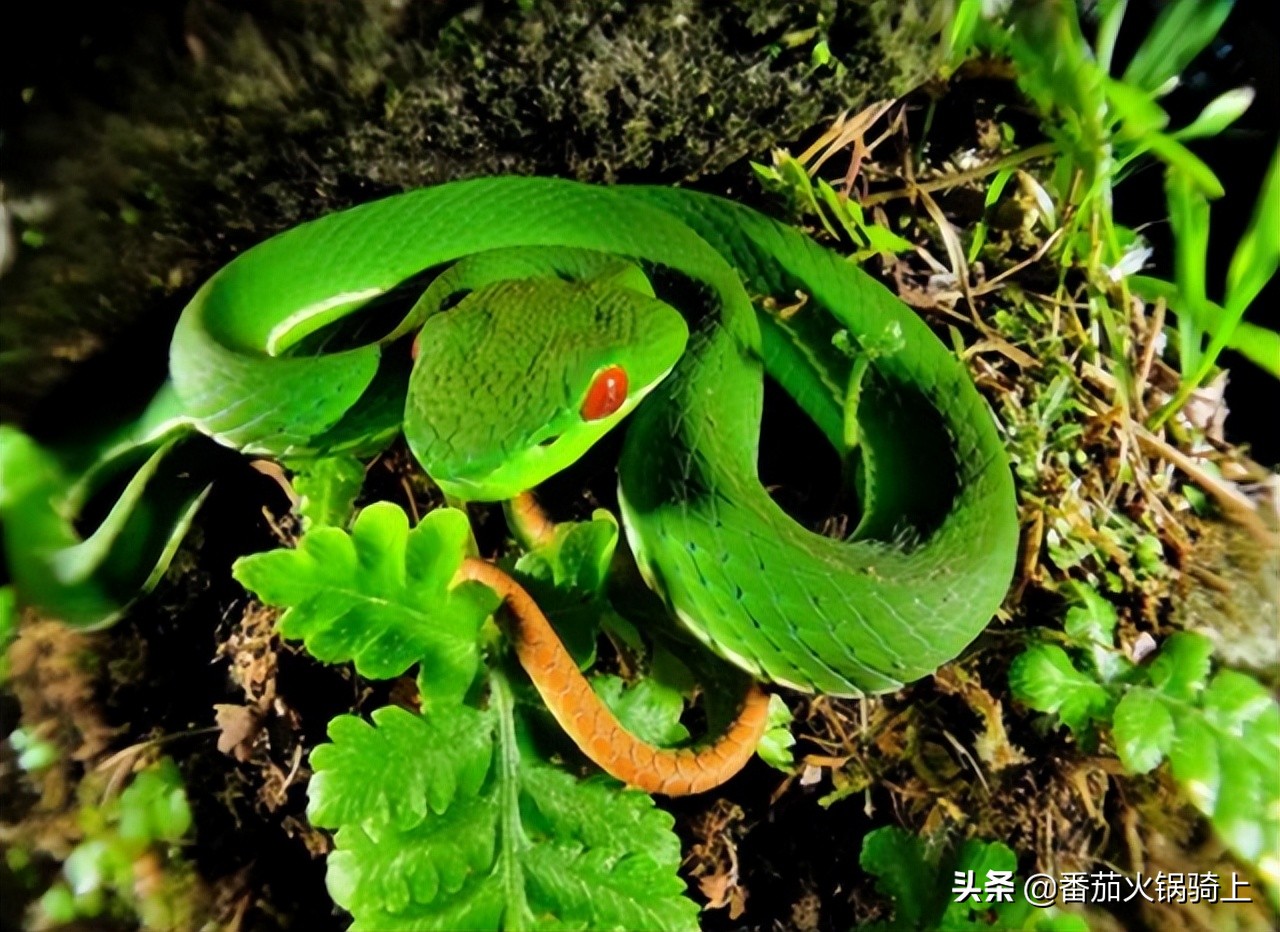 竹叶青的毒性特征,竹叶青怎么判断毒性