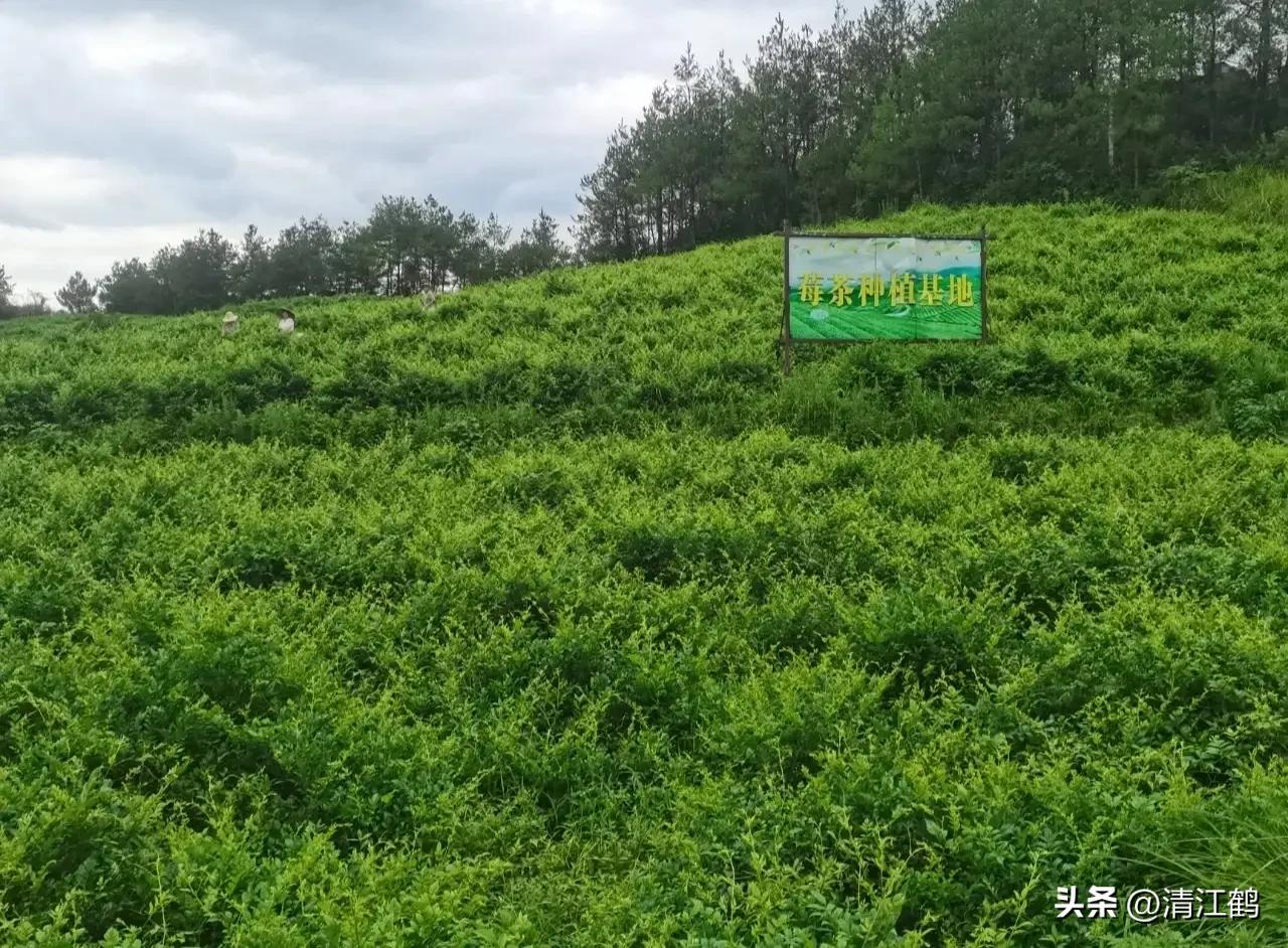 扦插藤茶苗生根的方法,藤茶扦插后不发芽怎么处理