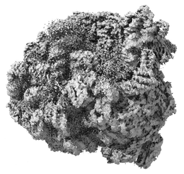 健身增肌的原理是什么,健身增肌原理动作讲解