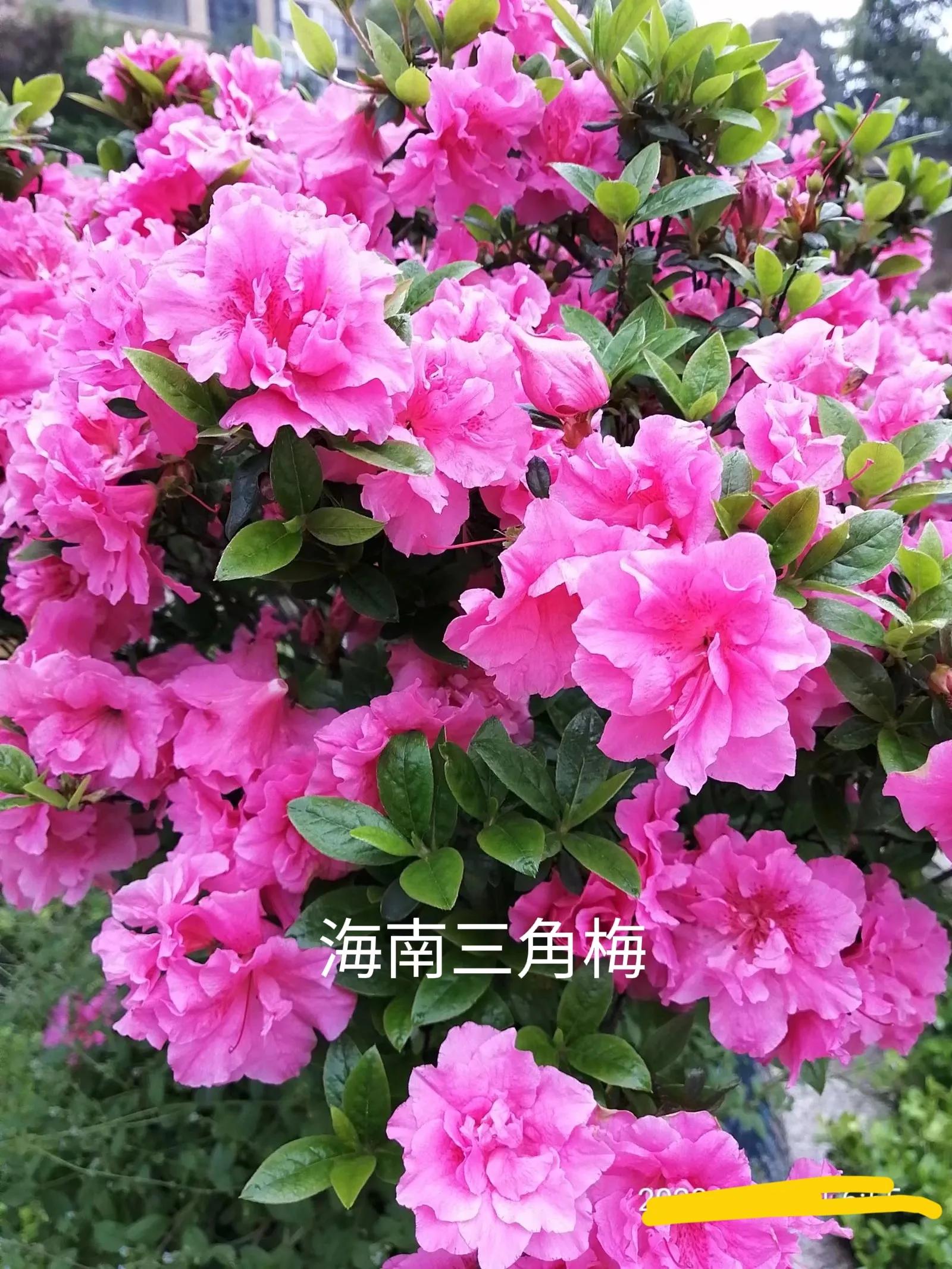 古筝独特魅力视频,古筝和琵琶哪个更有魅力