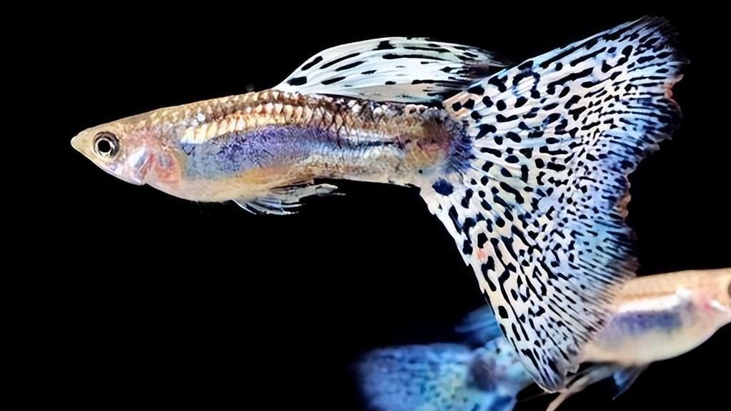 孔雀鱼的生物学特性及人工养殖和繁育技术