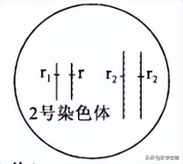 2024届高三生物模拟试题新高考,t8联考2022届第二次联考生物答案