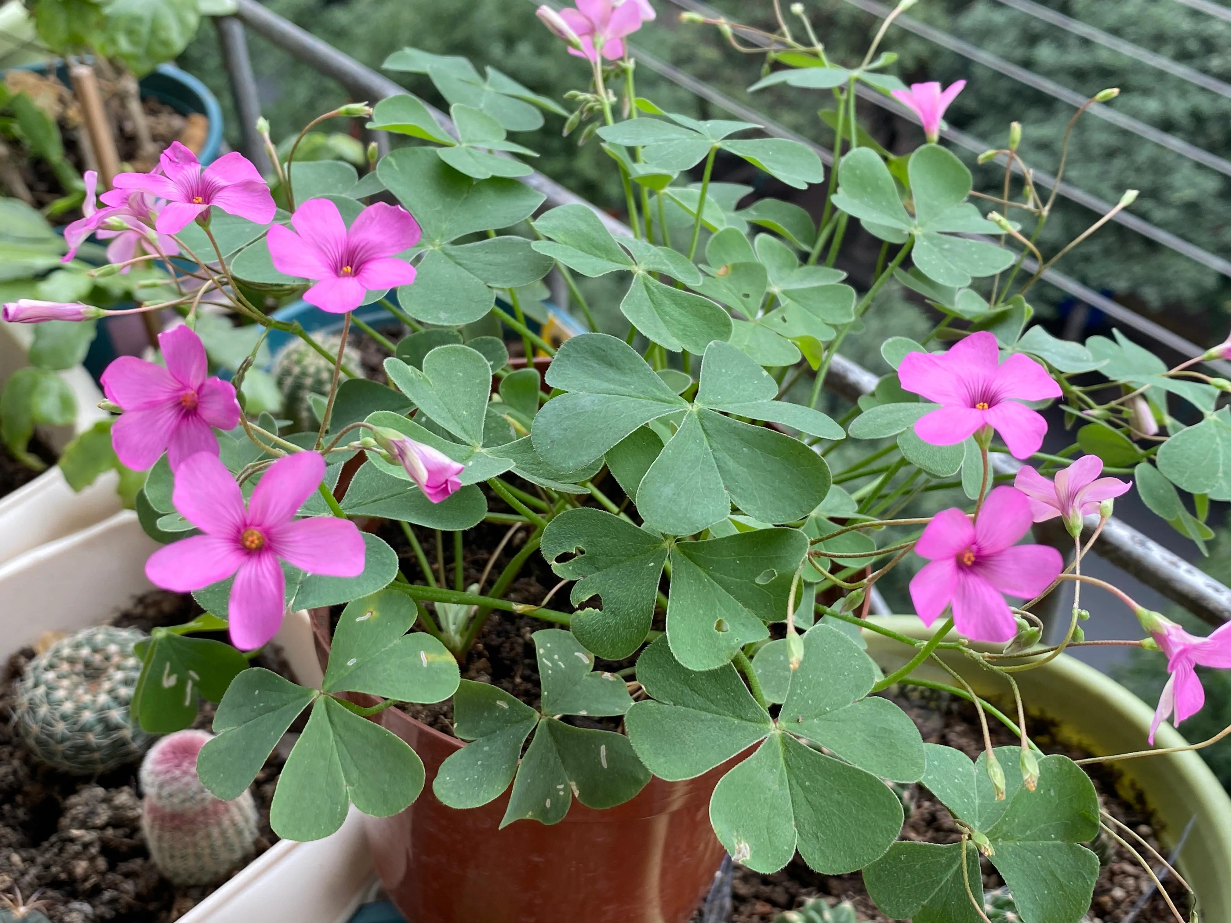 酢浆草起死回生记