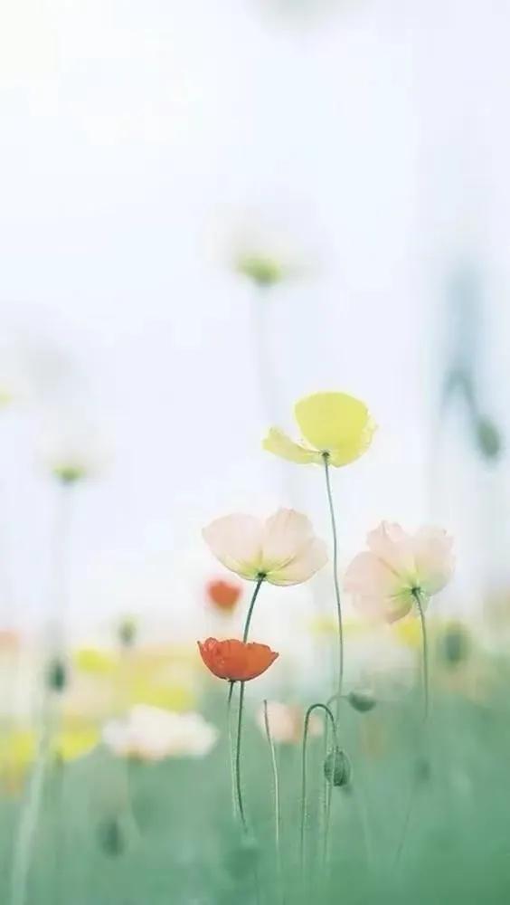 顶级绝美花朵壁纸娇艳欲滴的玫瑰,华为手机壁纸高清全面屏唯美花朵